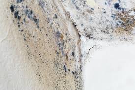 Why You Should Choose Our Mold Remediation Services in Chester, NY